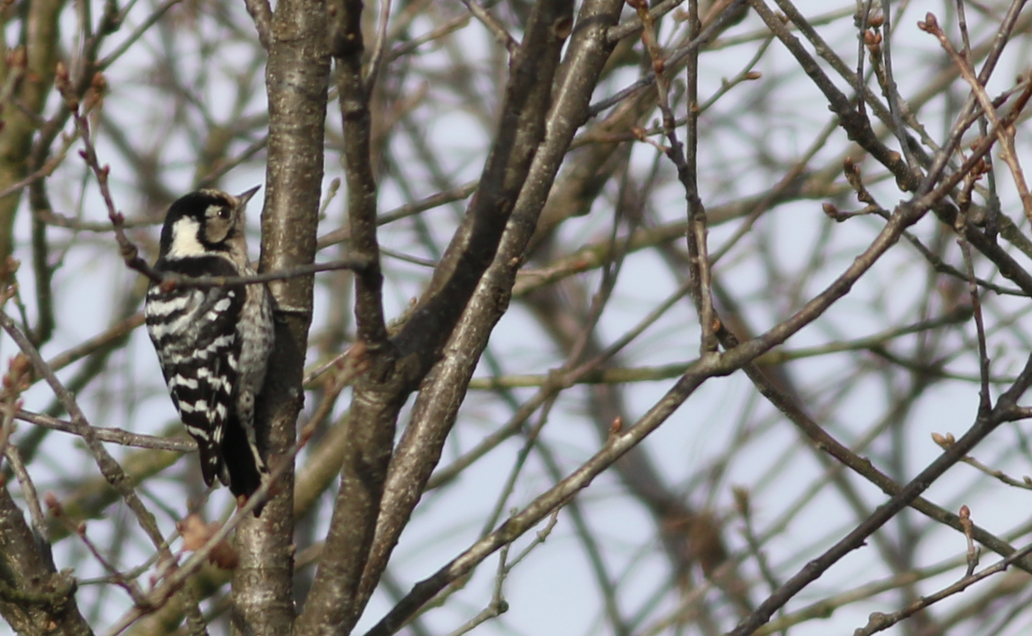 Lesser Spotted Woodpecker